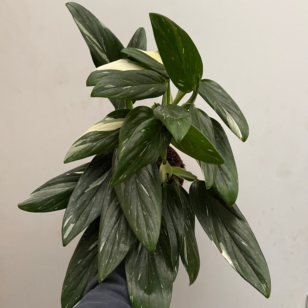 گیاه پتوس حصیری