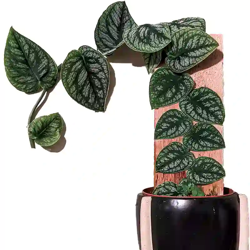 گیاه پتوس حصیری
