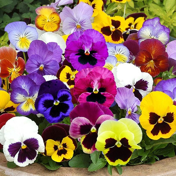گیاه بنفشه