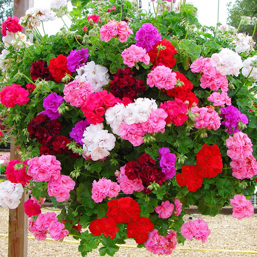 گیاه شمعدانی