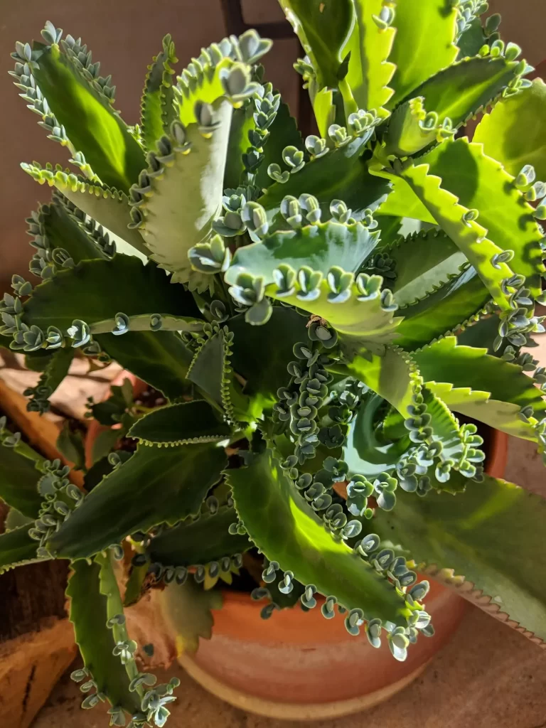 کالانکوئه دایگرمونتیانا