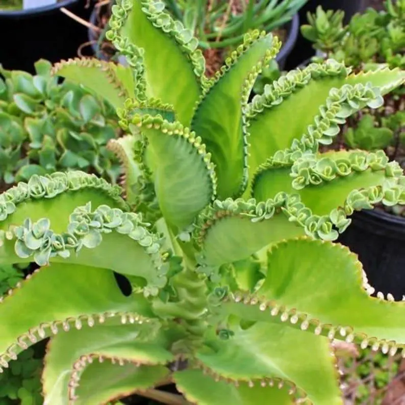کالانکوئه دایگرمونتیانا