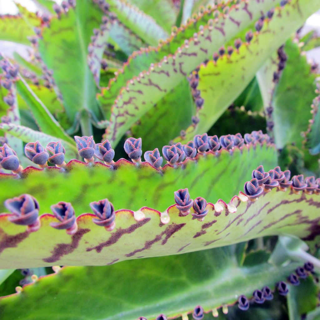 کالانکوئه دایگرمونتیانا