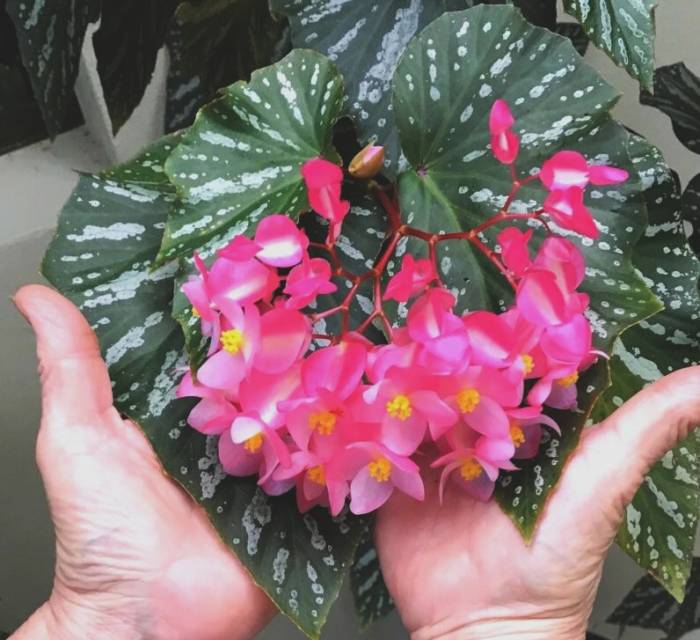 بگونیا خالدار