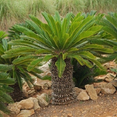 گیاه سیکاس