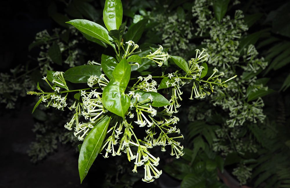 Cestrum nocturnum