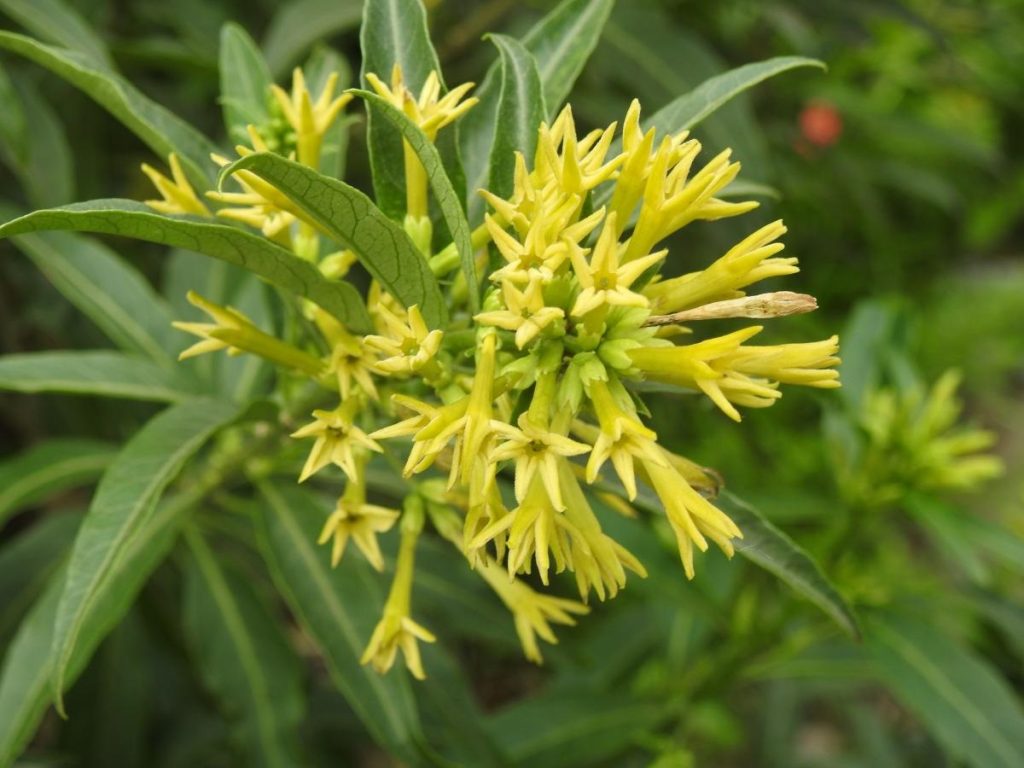 Cestrum parqui