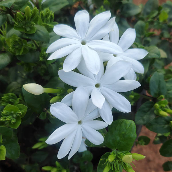 Jasminum auriculatum