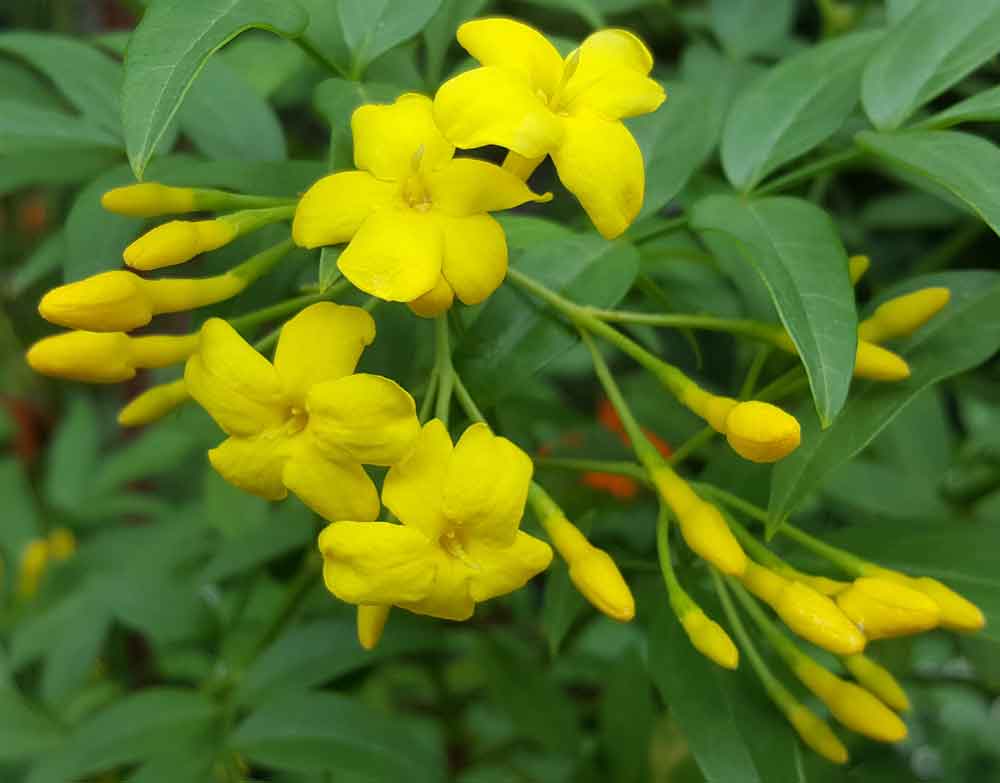Jasminum humile