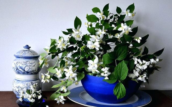 یاس رازقی