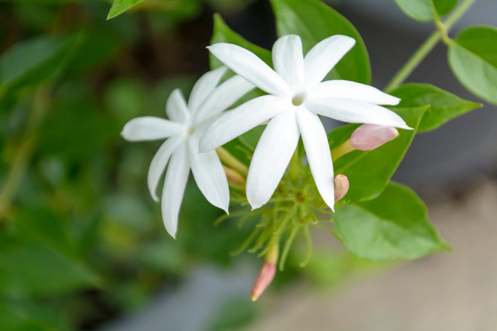 Jasminum abyssinicum
