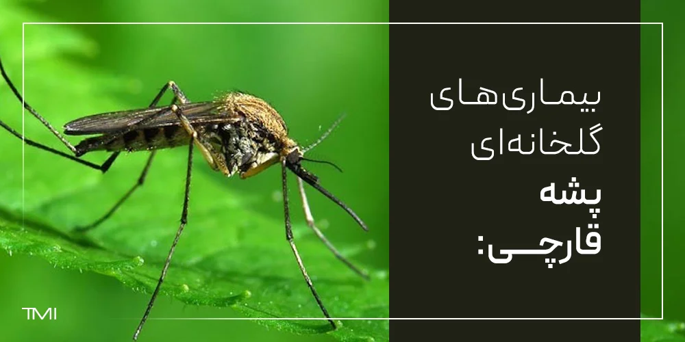 پشه قارچی