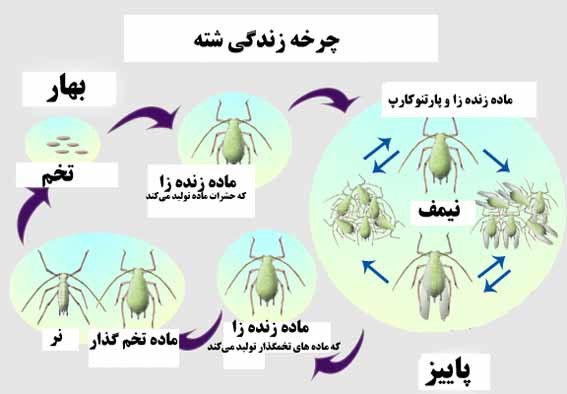 شته ها
