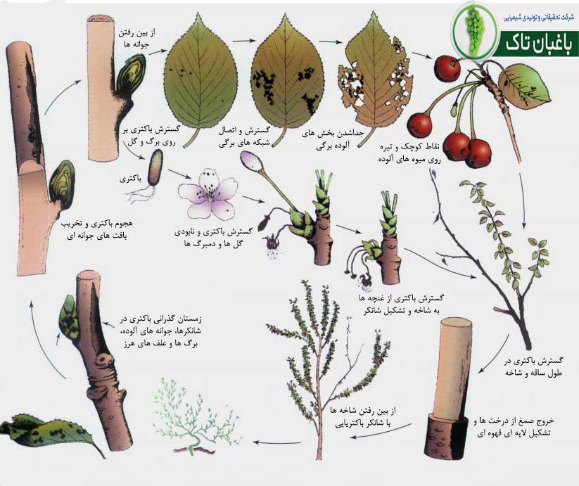 بیماری شانکر