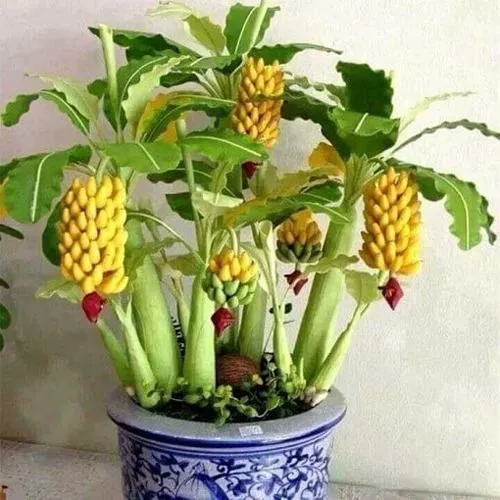 درخت موز
