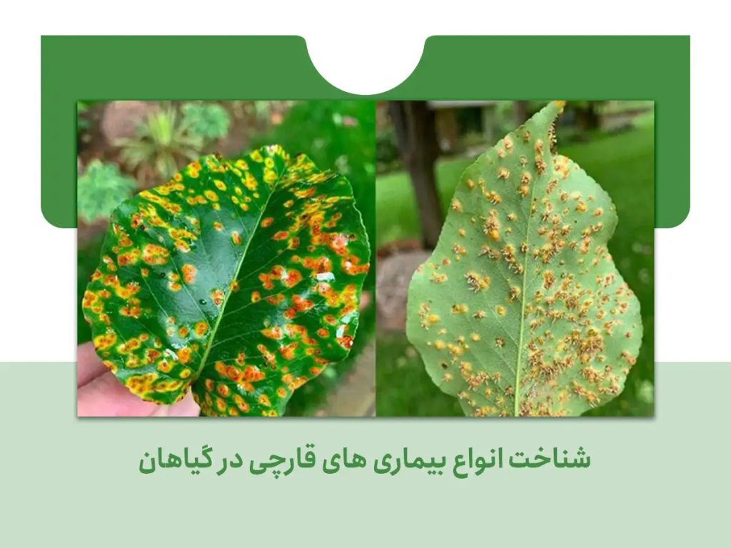 بیماری های قارچی