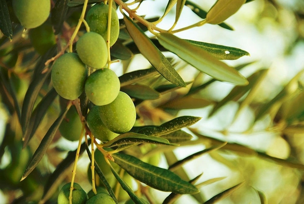 درخت زیتون