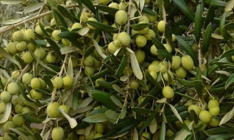 درخت زیتون