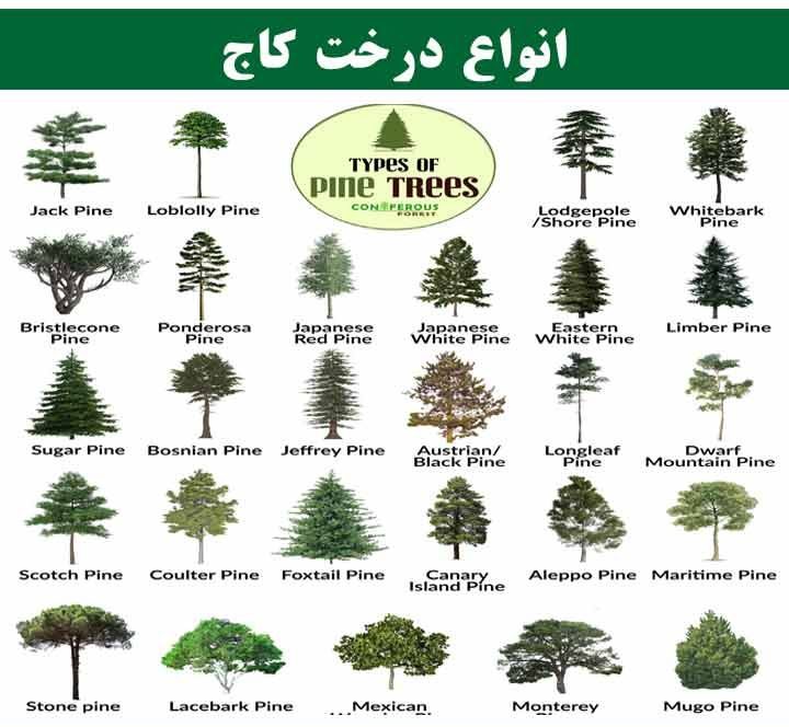درخت کاج