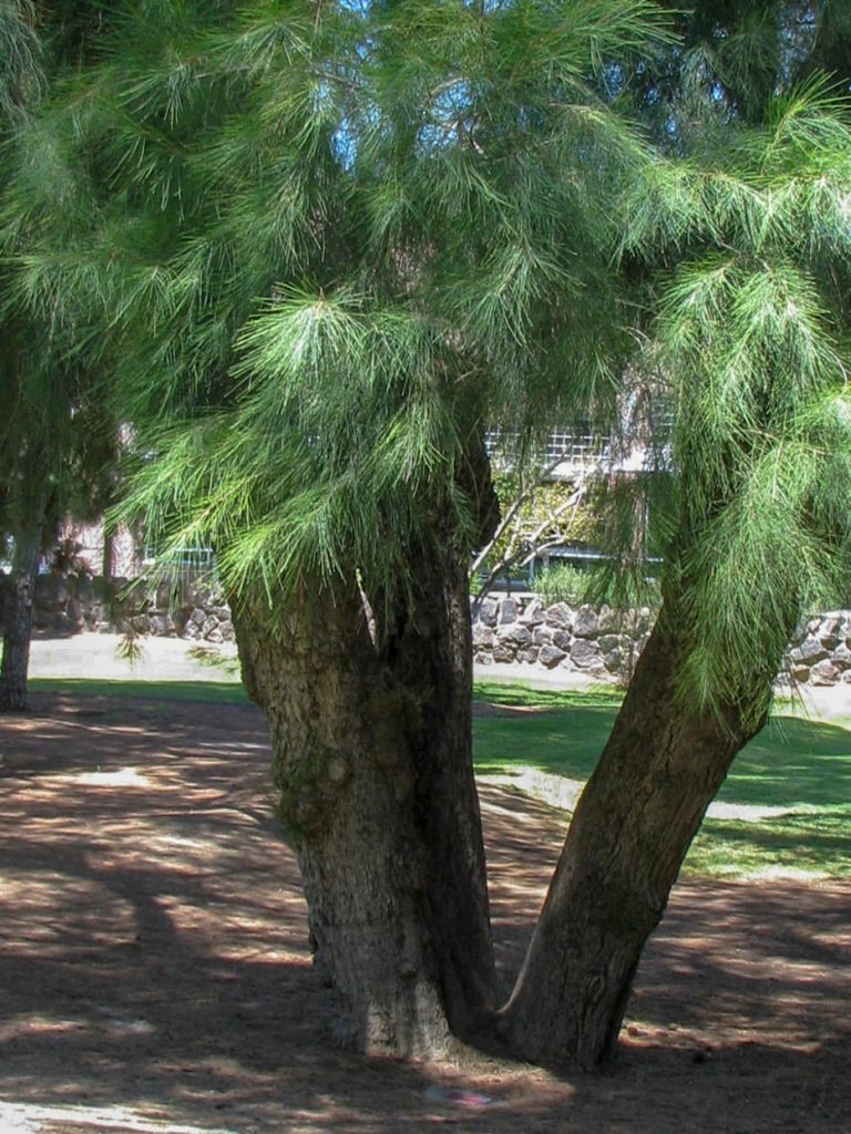 کاج دریایی