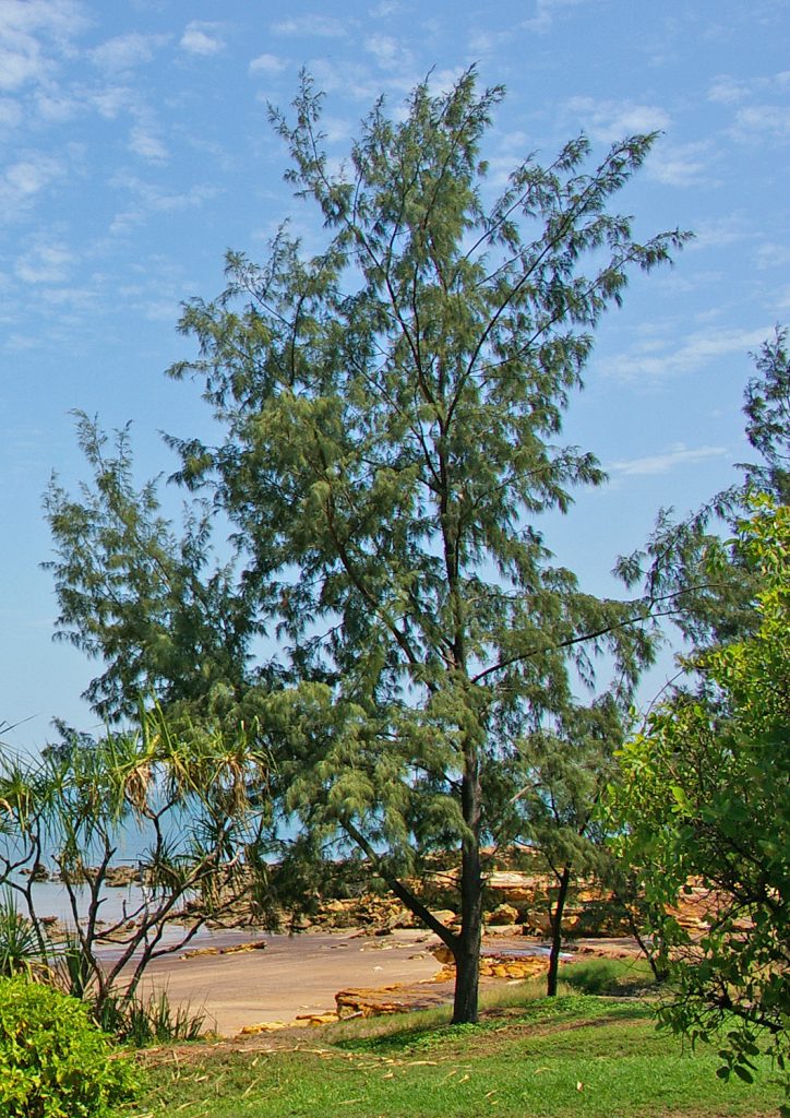 کاج دریایی