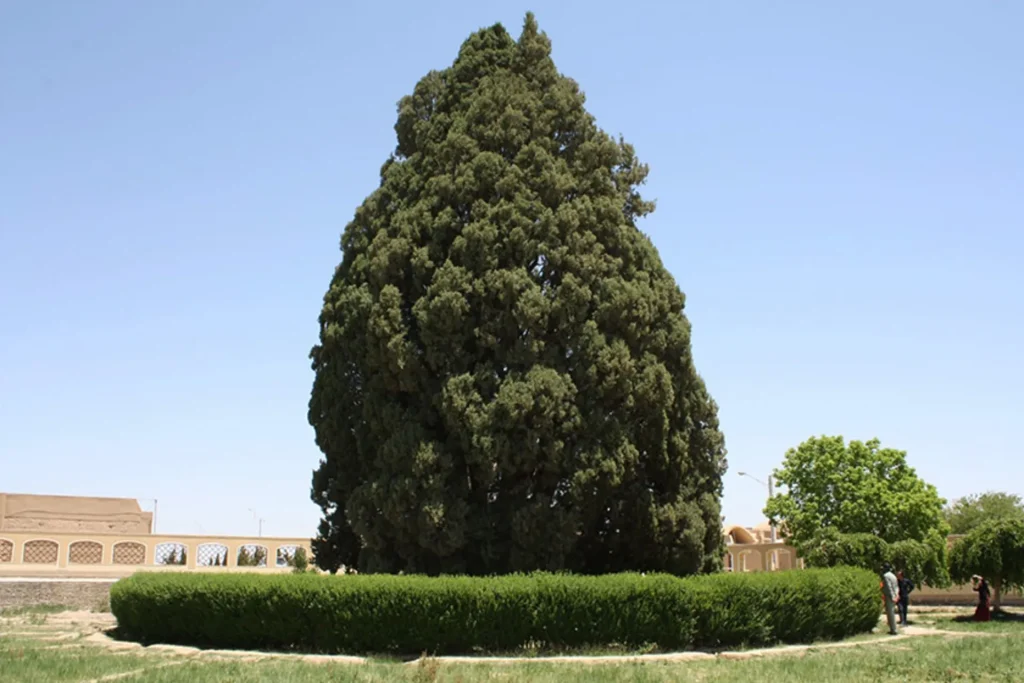 سرو ایرانی