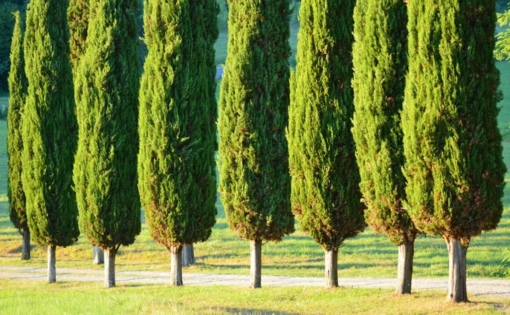 سرو ایرانی