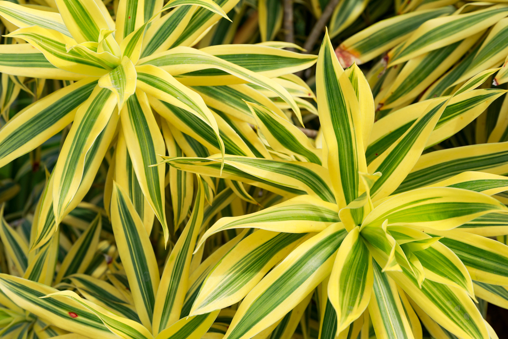 Dracaena Sanderiana