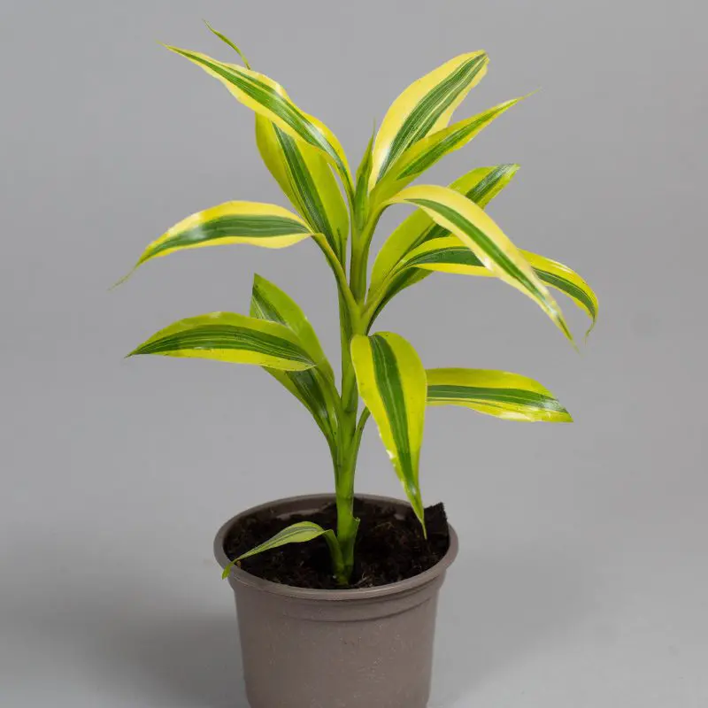 Dracaena Sanderiana