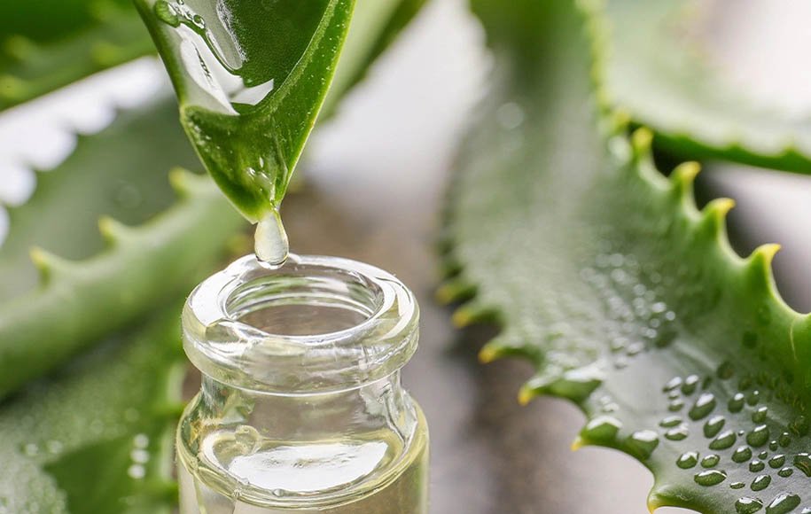 Aloe Vera