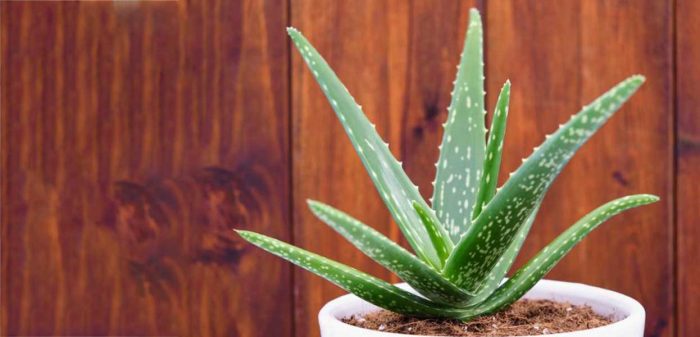 Aloe Vera
