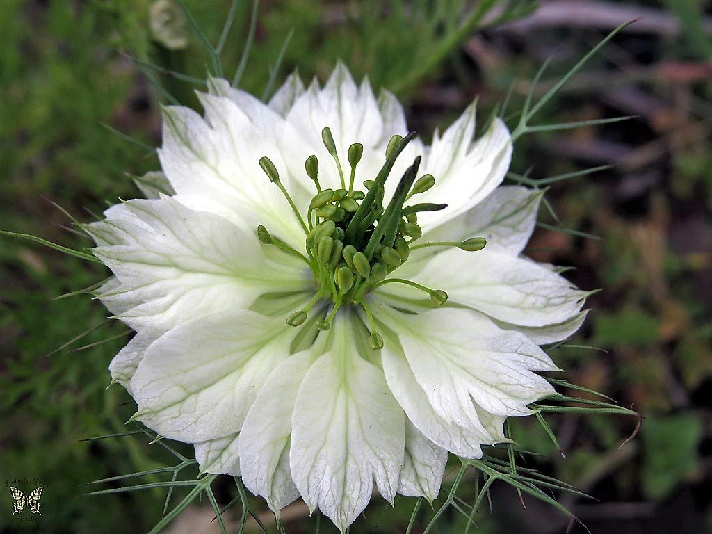 گیاه سیاهدانه دمشقی