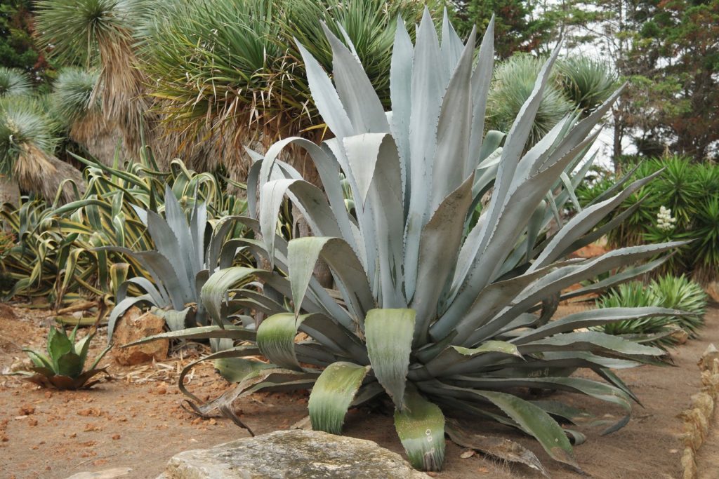 گیاه آگاو آمریکانا