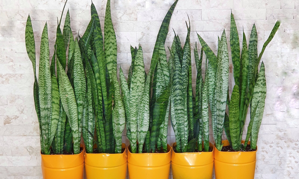 Sansevieria