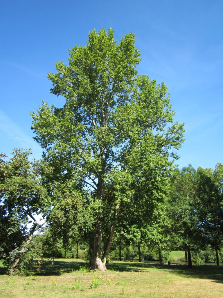درخت سپیدار