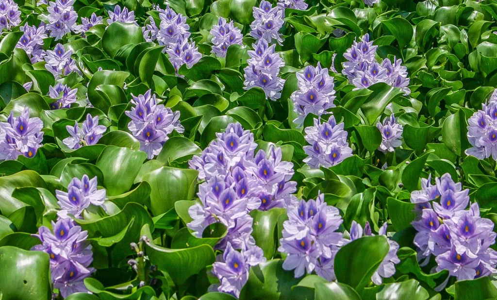 سنبل آبی