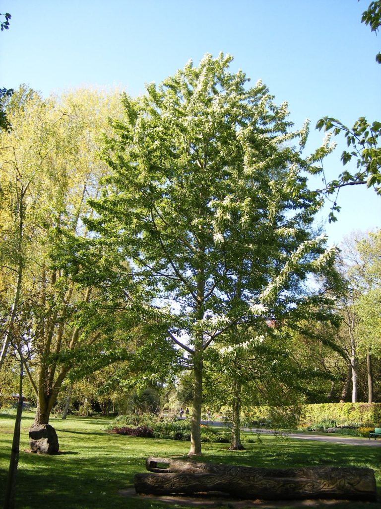 درخت سپیدار