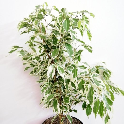 گیاه بنجامین